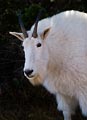 Mountain goats in Glacier National Park have become so accustomed to people that they walk right up to you.