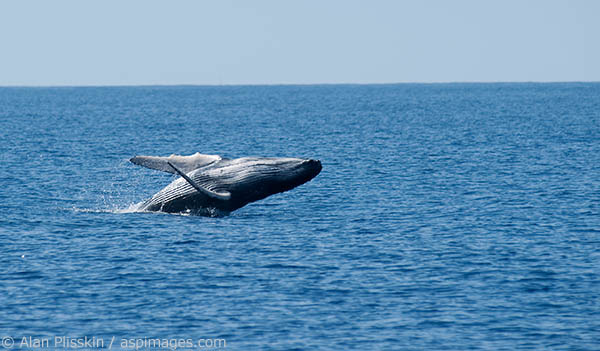 This young humpback whale was practicing it breaching.