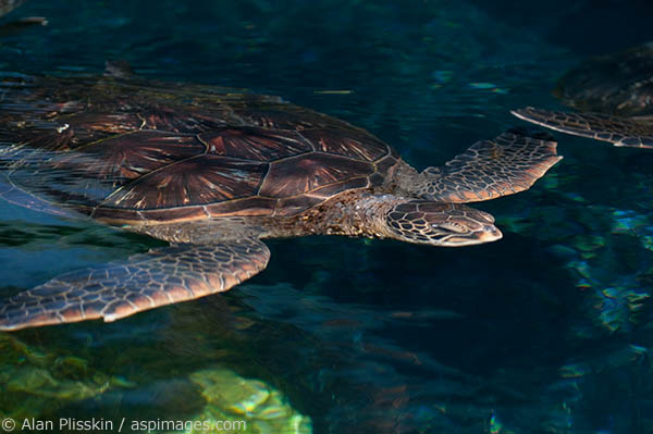 Green Sea Turtles are plentiful in the Hawaiian Islands.