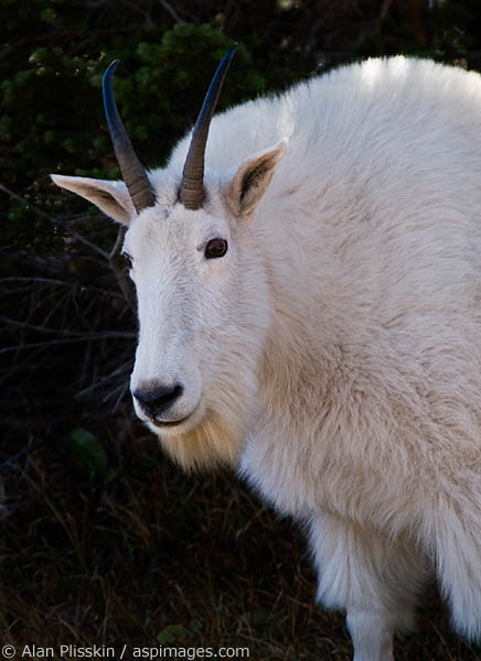 Mountain goats in Glacier National Park have become so accustomed to people that they walk right up to you.