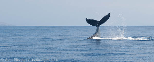 This humpback whale did multiple tail slaps to either attract or discourage another whale.