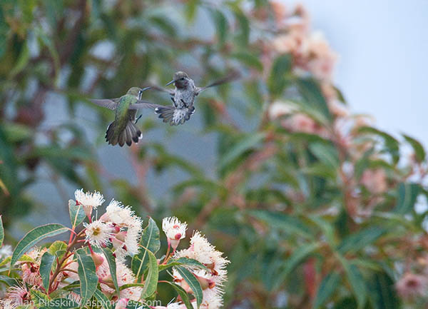 These two hummingbirds were using all body parts to fend of each other.